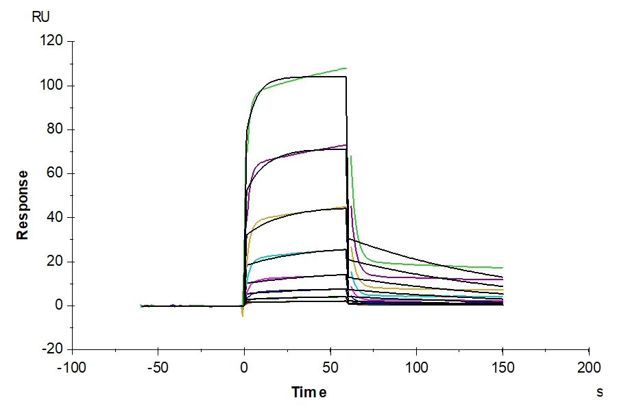 CD337-HF001 SPR result