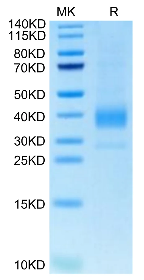 CD33L3-CB001 Bis-Tris-PAGE-white result