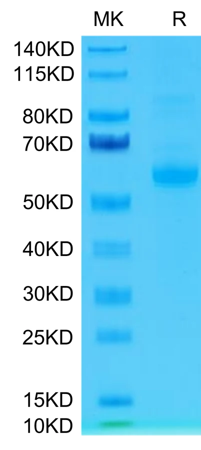 CD33L3-HF001 Bis-Tris-PAGE-white result
