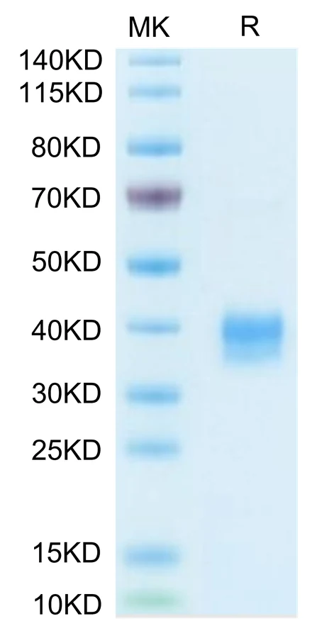CD33L3-MB001 Bis-Tris-PAGE-white result