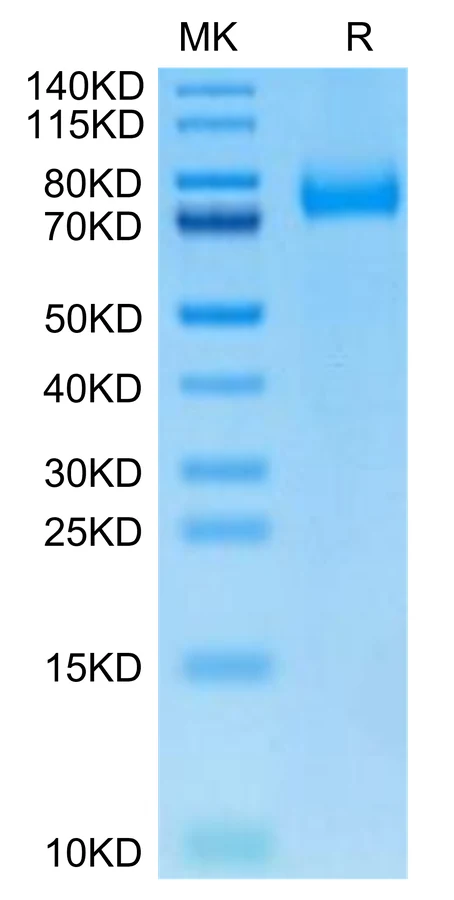 CD36-HB003 Bis-Tris-PAGE-white result