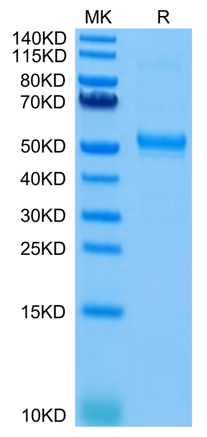 CD37-HF001 Bis-Tris-PAGE-white result