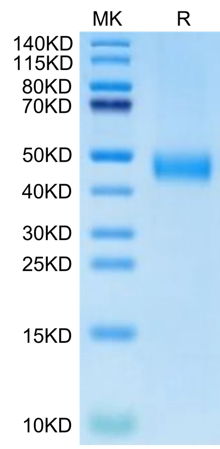 CD38-HB004 Bis-Tris-PAGE-white result