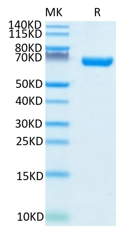 CD38-HF001 Bis-Tris-PAGE-white result