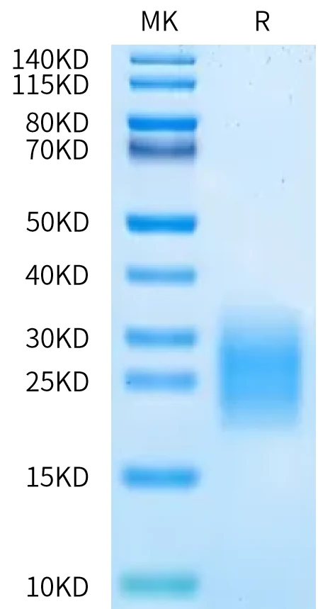 CD3D-HP001 Bis-Tris-PAGE-white result