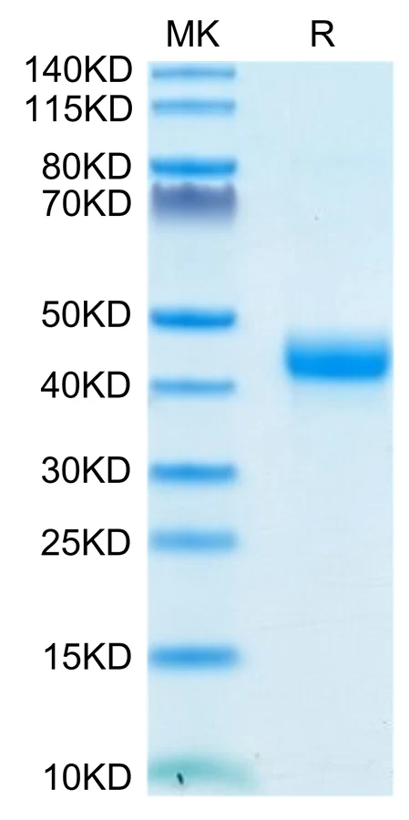 CD3E-CB001 Bis-Tris-PAGE-white result