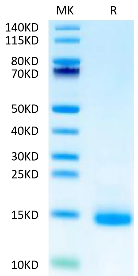 CD3E-CB002 Bis-Tris-PAGE-white result