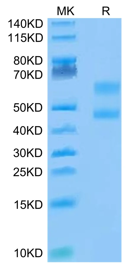 CD3E-CF001 Bis-Tris-PAGE-white result