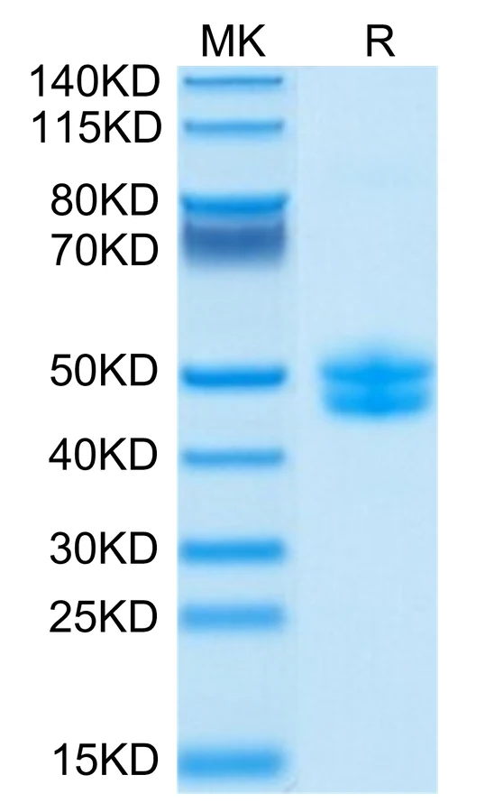 CD3E-CF002 Bis-Tris-PAGE-white result
