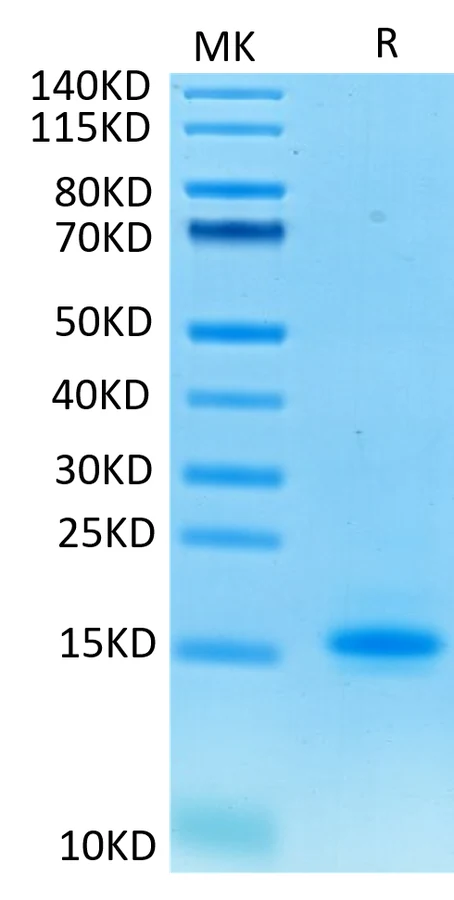 CD3E-CP001 Bis-Tris-PAGE-white result