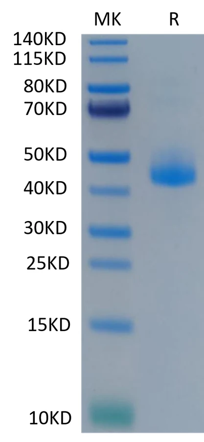 CD3E-CP002 Bis-Tris-PAGE-white result