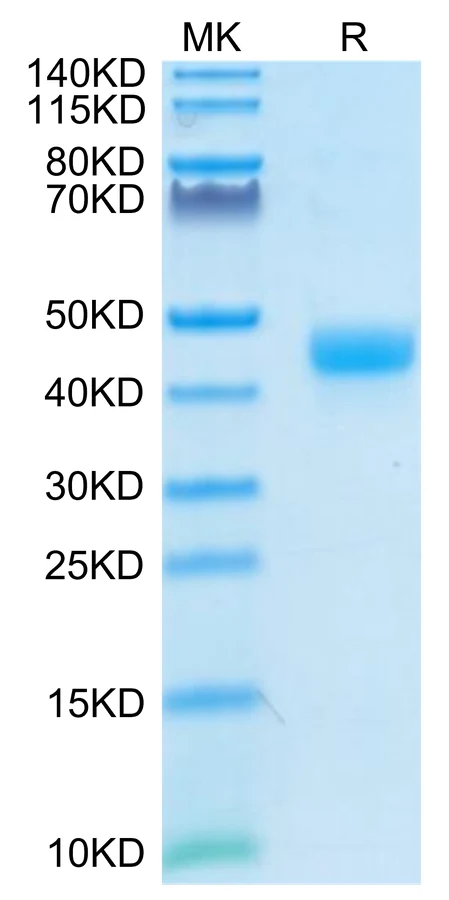 CD3E-CP003 Bis-Tris-PAGE-white result