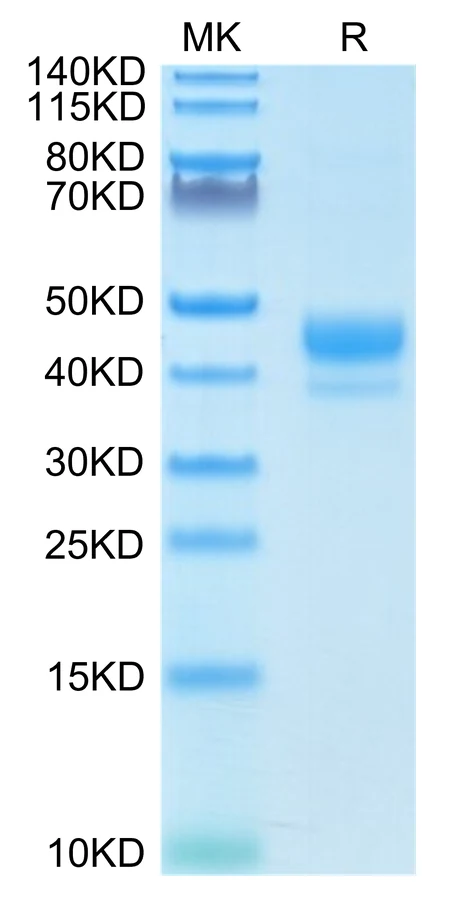 CD3E-HB001 Bis-Tris-PAGE-white result