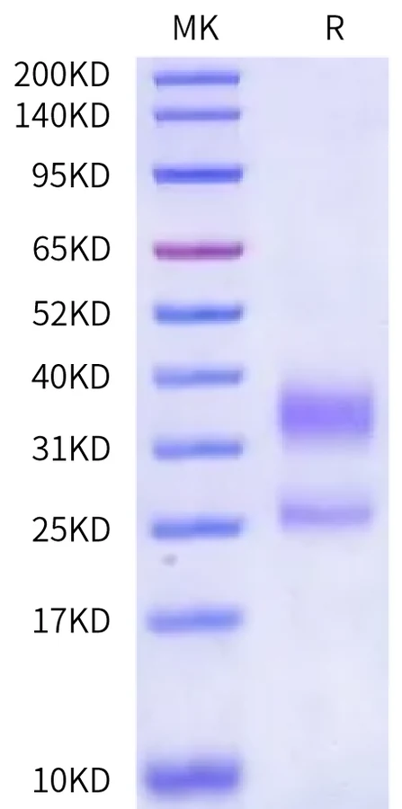 CD3E-HB002 Bis-Tris-PAGE-white result