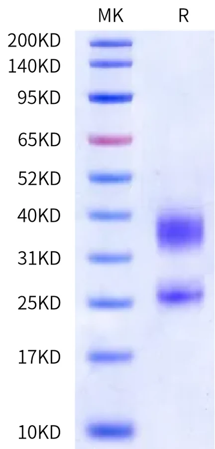 CD3E-HB003 Bis-Tris-PAGE-white result