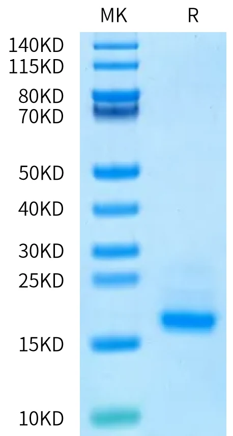 CD3E-HB005 Bis-Tris-PAGE-white result