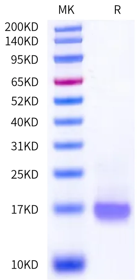 CD3E-HP001 Bis-Tris-PAGE-white result