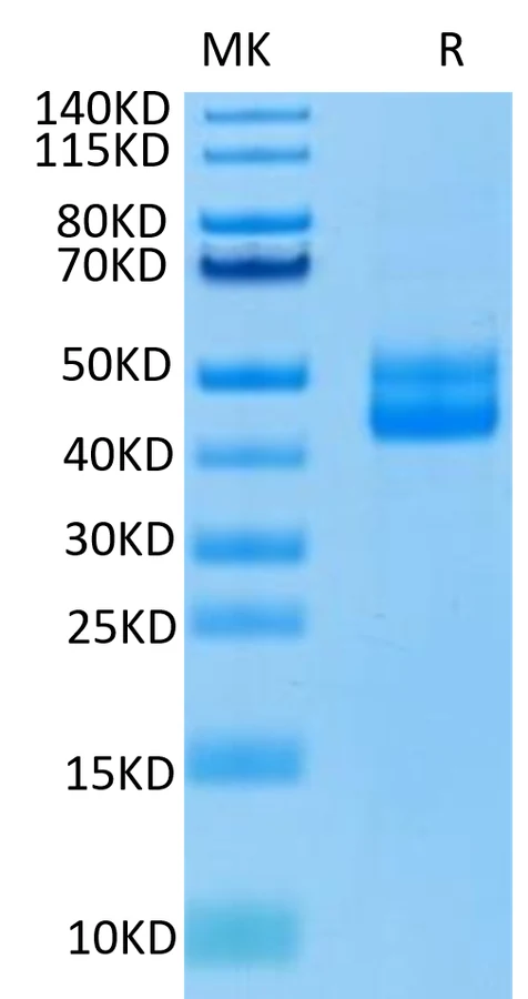 CD3E-HP002 Bis-Tris-PAGE-white result