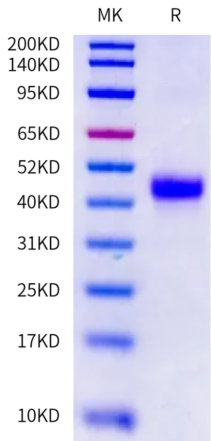 CD3E-HP003 Bis-Tris-PAGE-white result