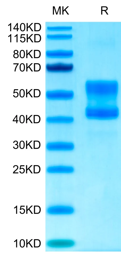 CD3ED-CP001 Bis-Tris-PAGE-white result