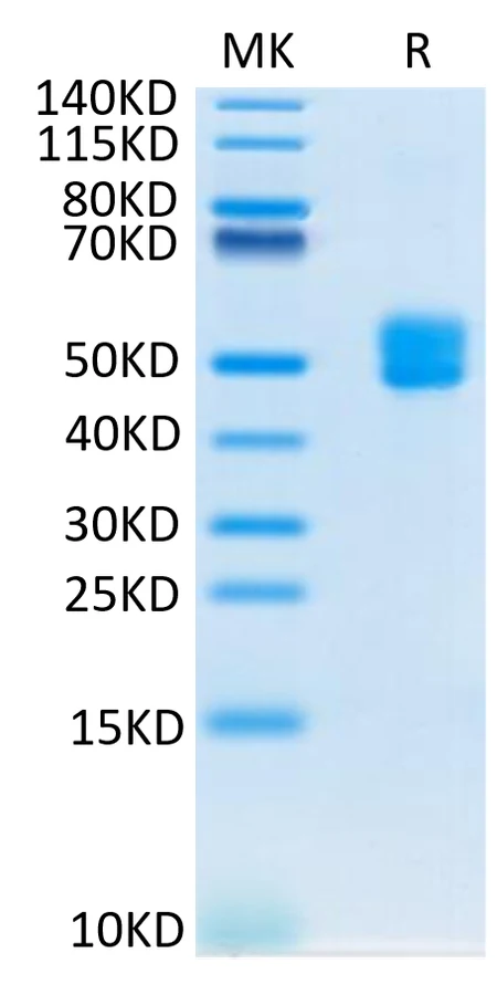 CD3ED-HB001 Bis-Tris-PAGE-white result