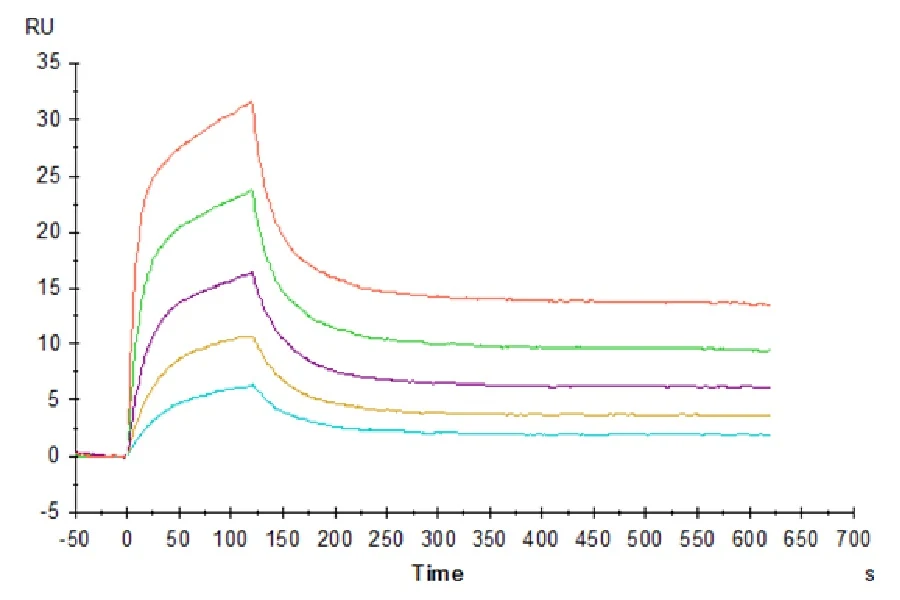 CD3ED-HP001 SPR result
