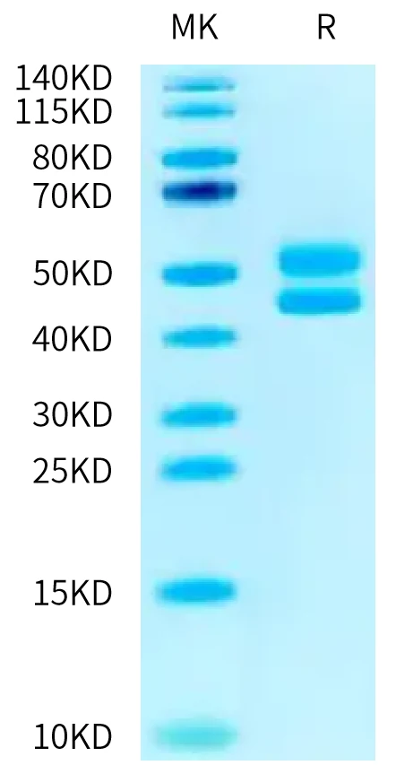 CD3ED-HP002 Bis-Tris-PAGE-white result