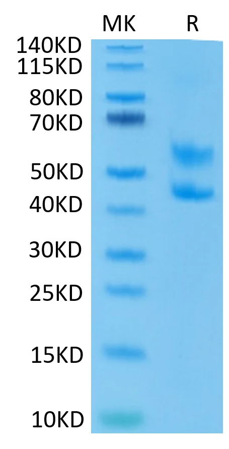CD3ED-MP001 Bis-Tris-PAGE-white result