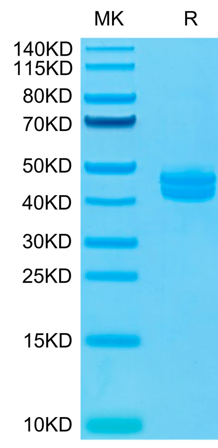 CD3EG-CP001 Bis-Tris-PAGE-white result