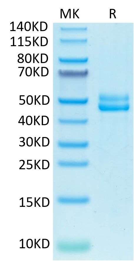 CD3EG-HB001 Bis-Tris-PAGE-white result