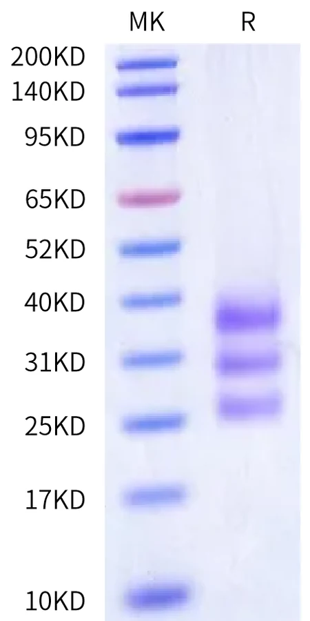 CD3EG-HP001 Bis-Tris-PAGE-white result