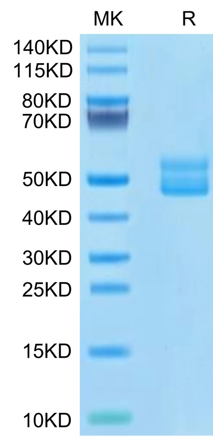 CD3EG-HP002 Bis-Tris-PAGE-white result