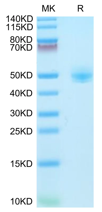 CD4-CP001 Bis-Tris-PAGE-white result