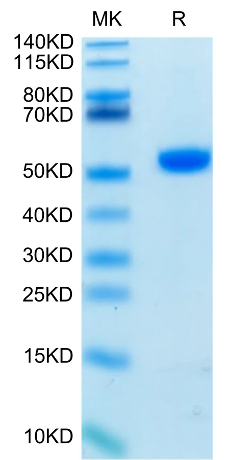 CD4-HB003 Bis-Tris-PAGE-white result