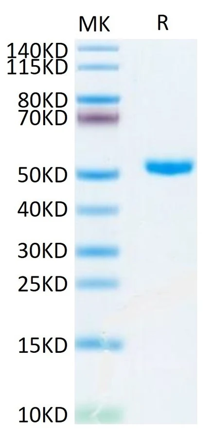 CD4-HP001 Bis-Tris-PAGE result