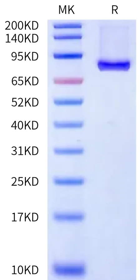 CD4-HP003 Bis-Tris-PAGE-white result