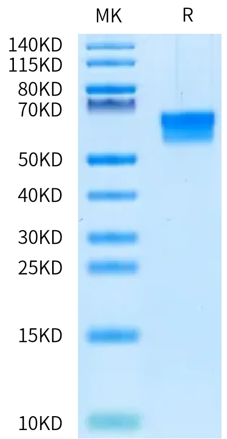 CD4-MP001 Bis-Tris-PAGE-white result