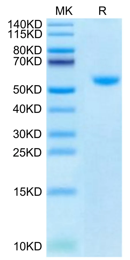CD40-HB004 Bis-Tris-PAGE-white result