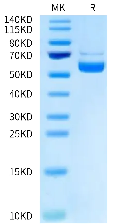 CD40-HB005 Bis-Tris-PAGE-white result