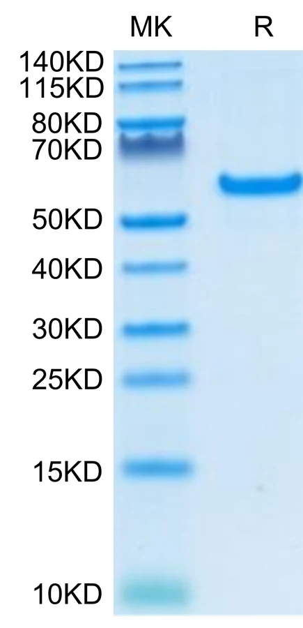 CD40-HF001 Bis-Tris-PAGE-white result