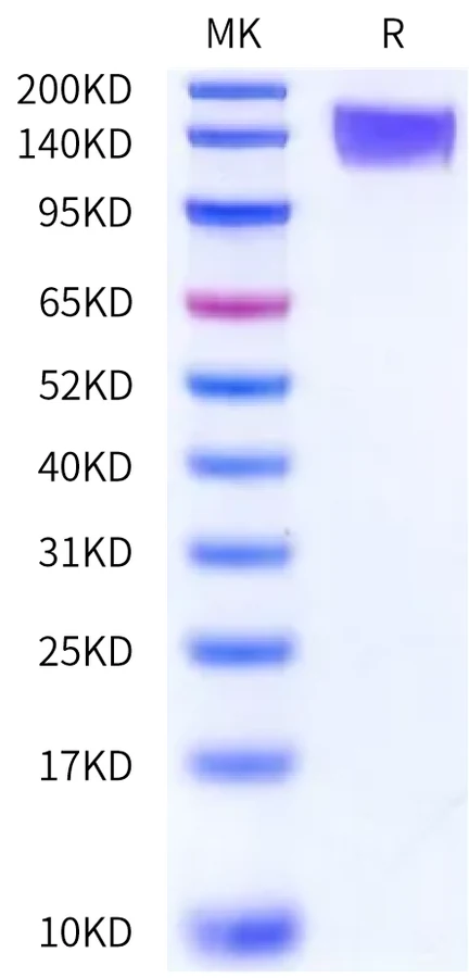 CD42B-HF001 Bis-Tris-PAGE-white result