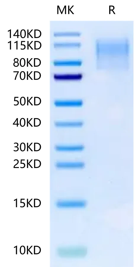 CD43-MF001 Bis-Tris-PAGE-white result