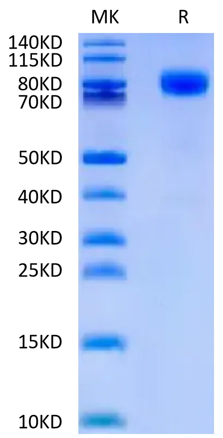 CD44V6-HF001 Bis-Tris-PAGE-white result