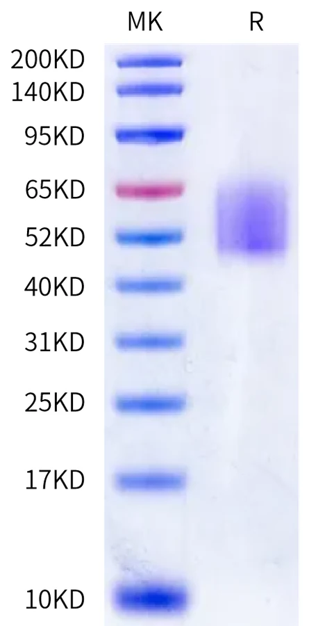 CD44V9-HB001 Bis-Tris-PAGE-white result