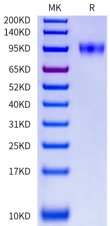 CD44V9-HF001 Bis-Tris-PAGE-white result