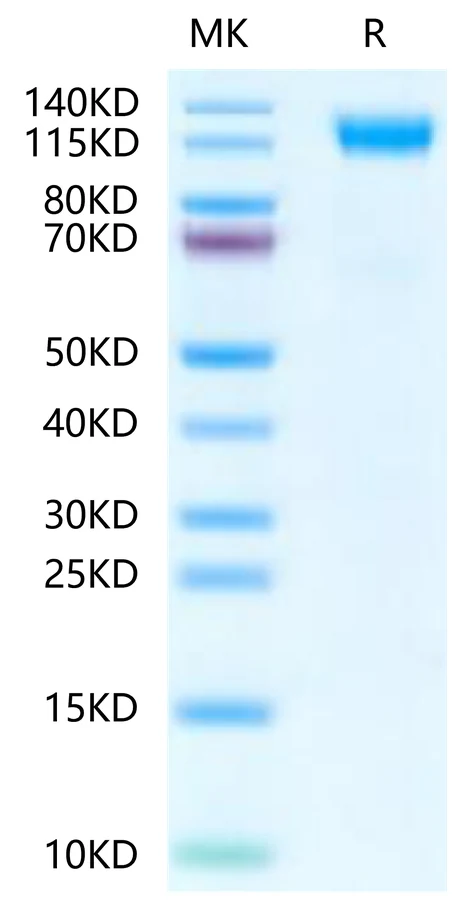 CD45-MF001 Bis-Tris-PAGE-white result