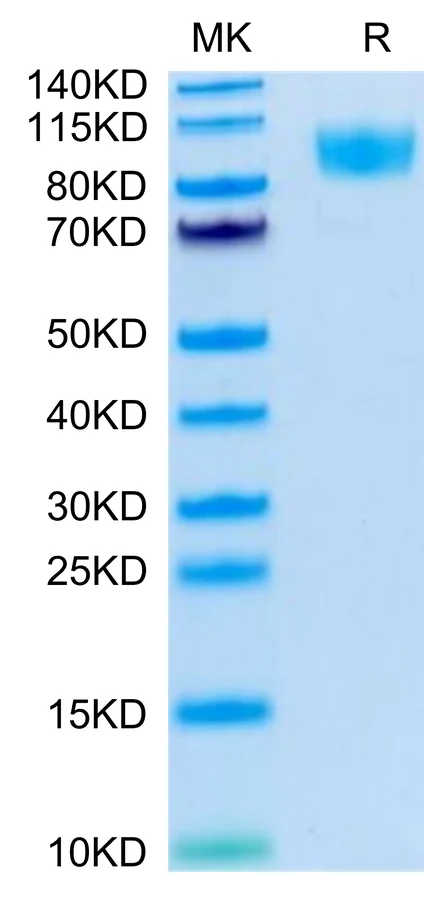 CD45R0-HB001 Bis-Tris-PAGE-white result