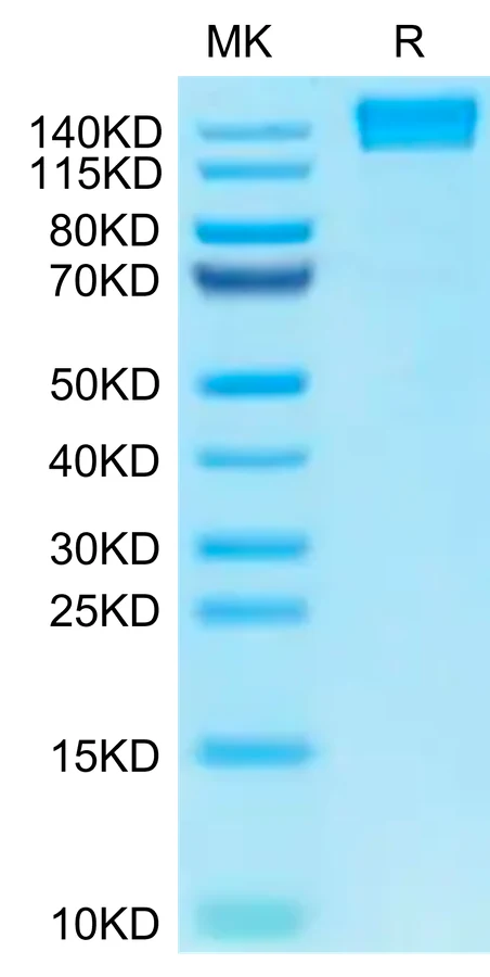 CD45RABC-HF001 Bis-Tris-PAGE-white result