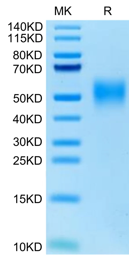 CD47-CP001 Bis-Tris-PAGE-white result