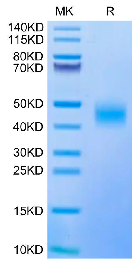 CD47-HB005 Bis-Tris-PAGE-white result